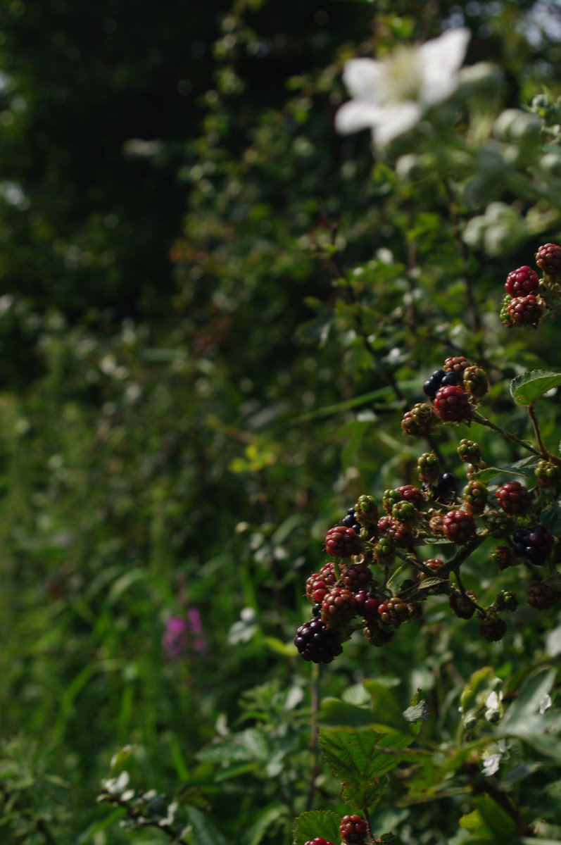 Our great British countryside’s hedgerows delivering the goods, blackberries everywhere. @bighedgeco instagram.com/p/CEO2Lllg5DM/… #blackberries #brambles #rubus #hedges #hedgerows
