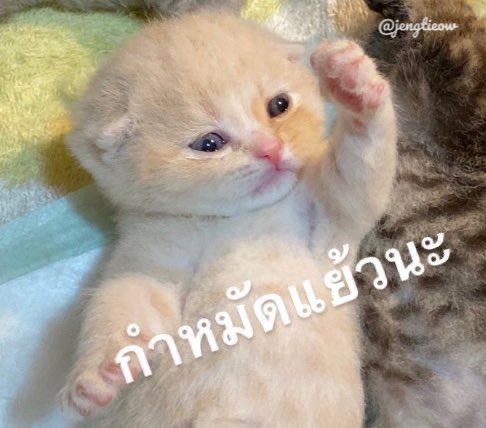 ELLA *:･ﾟ•᷄ɞ•᷅ tweet media