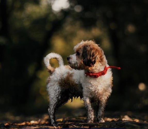 poshpupskew's tweet photo. Come rain or shine it’s dog walking time! Enquire now about our dog walking service on 020 7998 4700 🐾🐶

#dogwalking #doggrooming #richmondpark #kew #dogwalkinglondon #dogsoftwitter https://t.co/SS1jtGvuRt