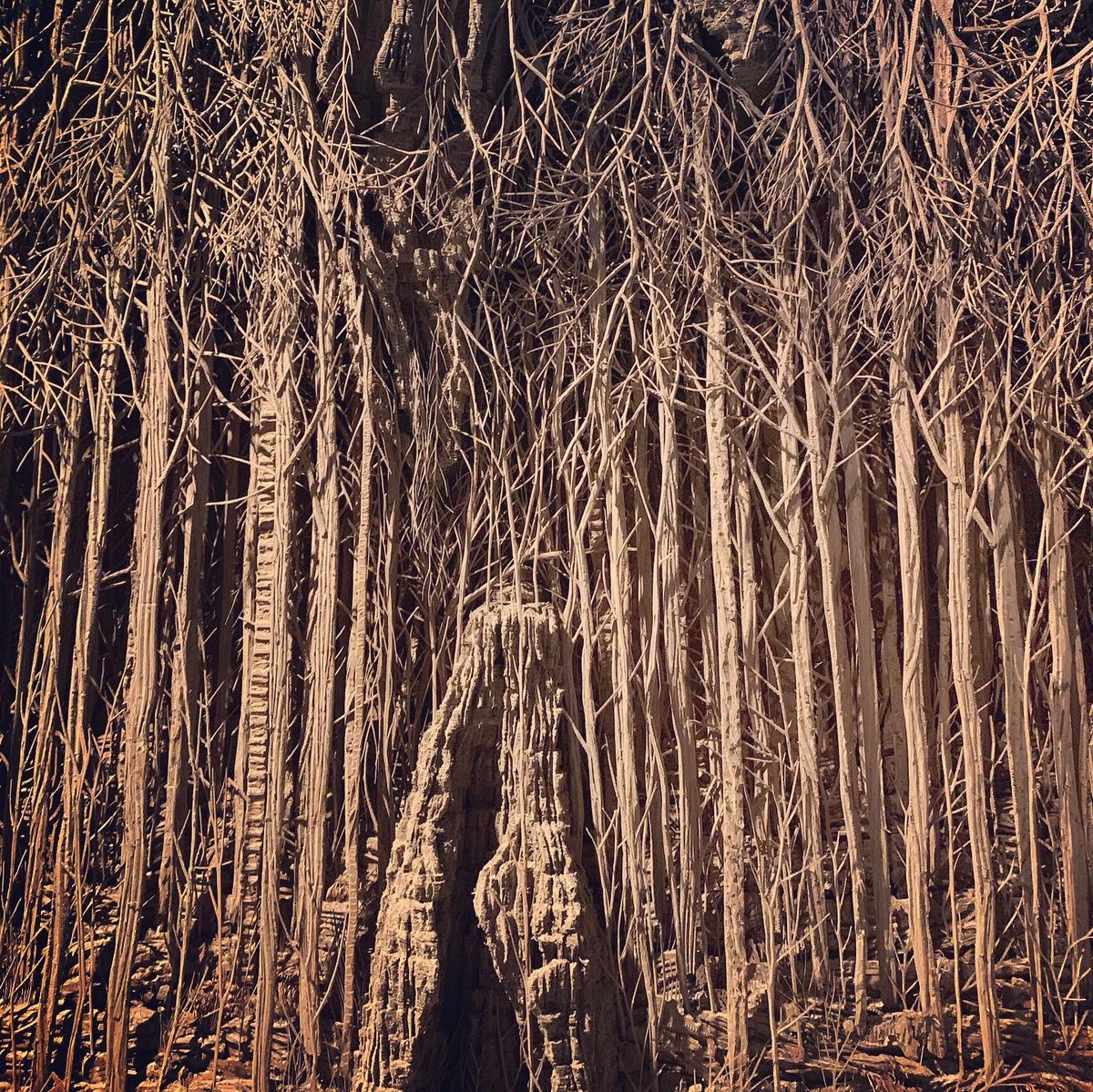 clairelizabel's tweet image. First cultural experience in London since lock-down and it didn’t disappoint! So beautifully curated - the lives of trees, some dating back 9,000 years...on now @haywardgallery #AmongtheTrees