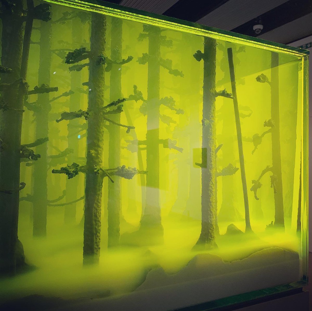 clairelizabel's tweet image. First cultural experience in London since lock-down and it didn’t disappoint! So beautifully curated - the lives of trees, some dating back 9,000 years...on now @haywardgallery #AmongtheTrees