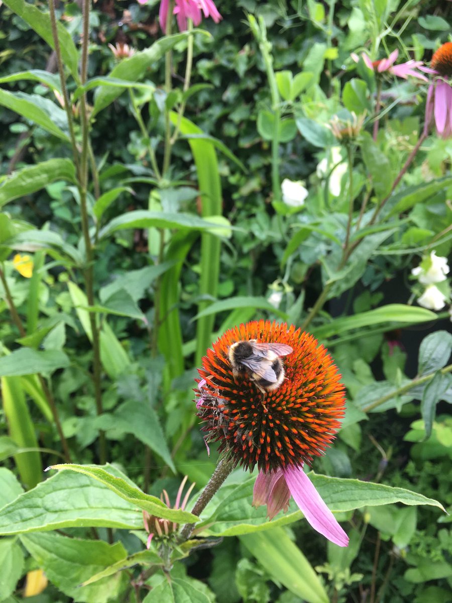 bospherous's tweet image. #operationpollination