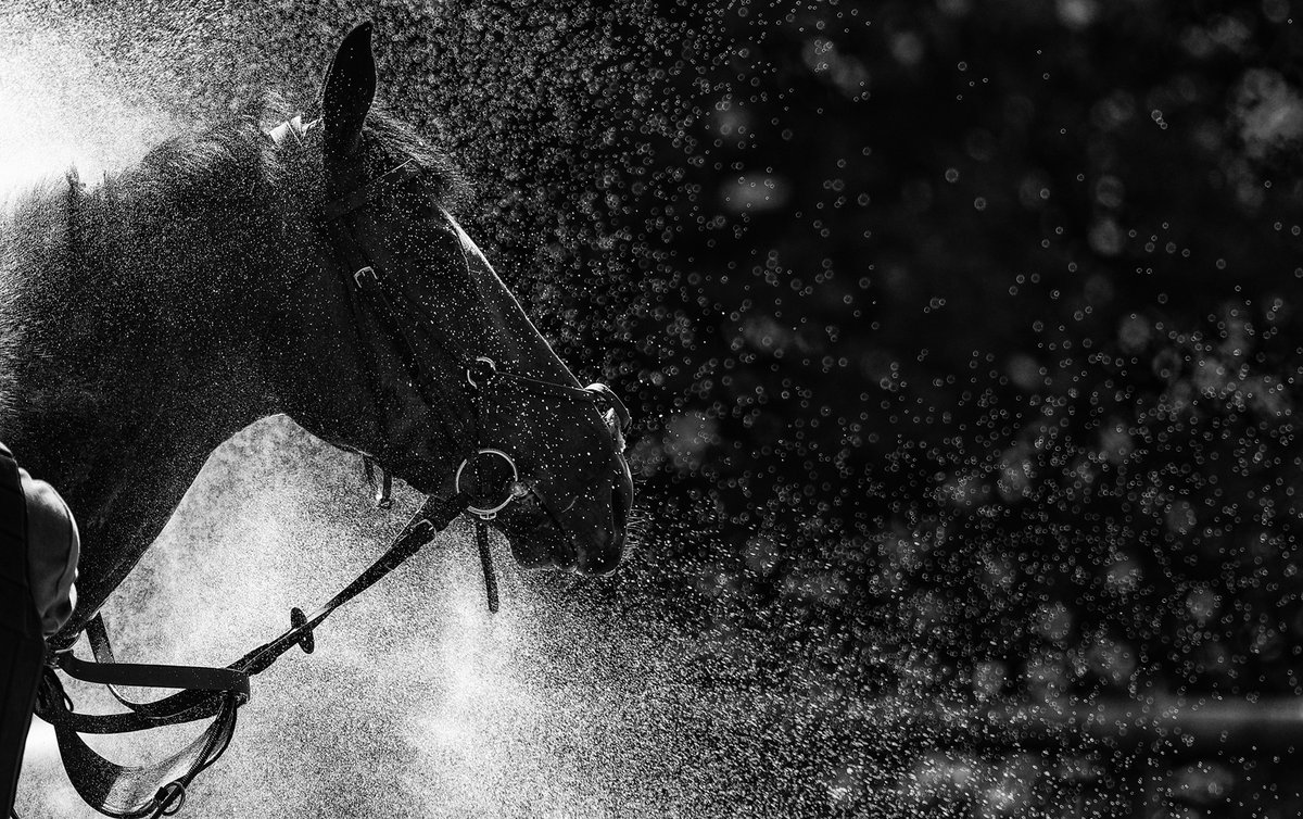 Proudly presenting equine and racecourse photographer @JH_photographer who begins his Featured Photographer of the Week takeover with one of his favourite shots. “When you have a dark background with the sunlight hitting the water it makes for such an atmospheric photo.”