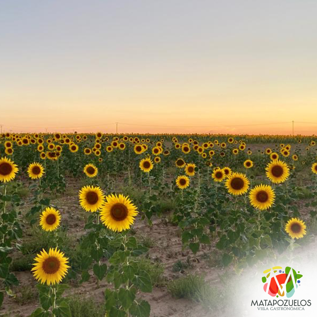 TurMatapozuelos's tweet photo. 🌻 Si miras al sol, no verás la sombra; eso es lo que hacen los girasoles #disfrutamatapozuelos #conocematapozuelos https://t.co/gREIkGORBI