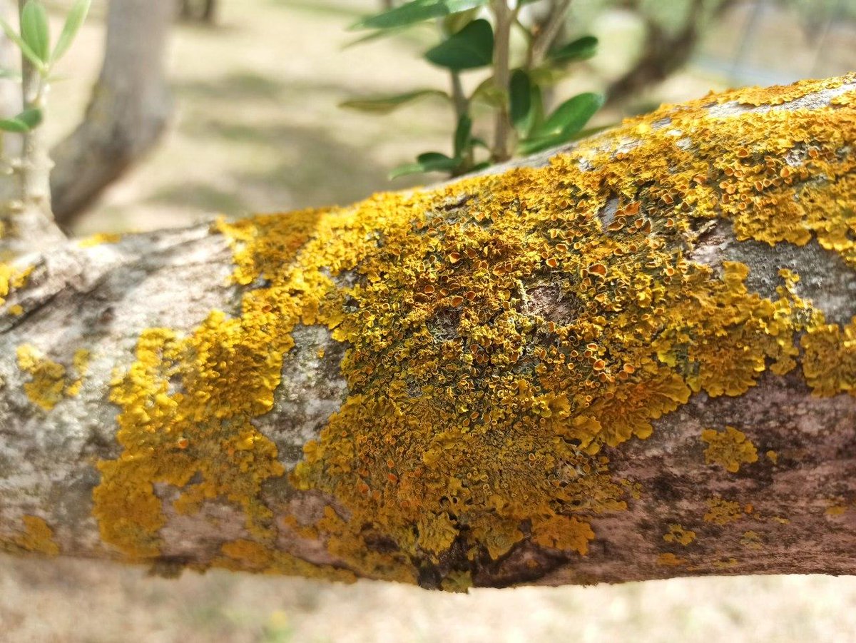 BlogSimbiosis's tweet image. &amp;gt;&amp;gt; Observación de bioindicadores ambientales: los líquenes &amp;lt;&amp;lt; @MariolaScience nos muestra esta práctica para visualizar, clasificar, y conocer más características de los diferentes tipos de líquenes que pueden encontrar en el entorno más próximo. simbiosis.colectivocrecet.com/observacion-de…