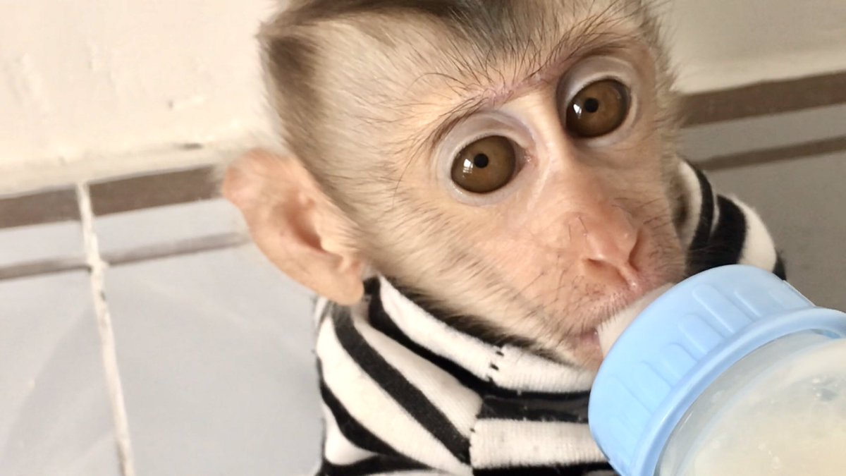 monkeytinki's tweet photo. Monkey Tinki drinks milk so cute
#monkey #monkeybaby #monkeycute #monkeytinki https://t.co/r7PYQXmYAN