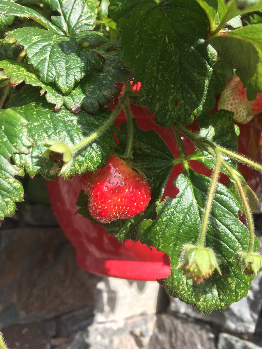 Looking forward to my strawberry and cream later!!