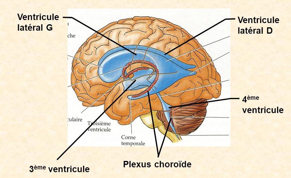 Il dit que n& #39;y a rien d’anormal et pas assez pour s’inquiéter. C’est là que je ne remercierais jamais assez mon père d’avoir insisté pour un scanner du cerveau : verdict j’ai une tumeur au cerveau, 4ème ventricule (la tumeur bloquait le sang qui venait au cerveau)(4è ventricule)