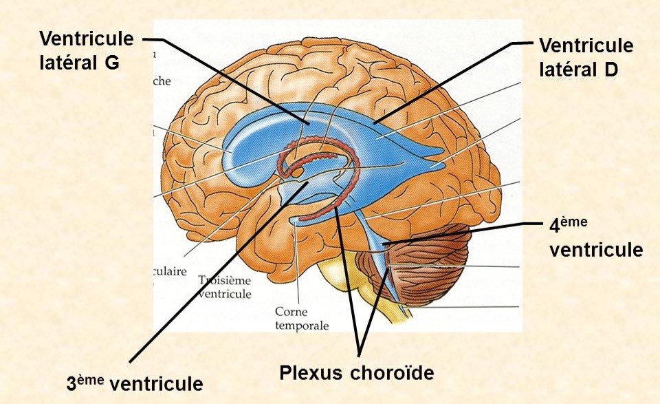 Il dit que n'y a rien d’anormal et pas assez pour s’inquiéter. C’est là que je ne remercierais jamais assez mon père d’avoir insisté pour un scanner du cerveau : verdict j’ai une tumeur au cerveau, 4ème ventricule (la tumeur bloquait le sang qui venait au cerveau)(4è ventricule)