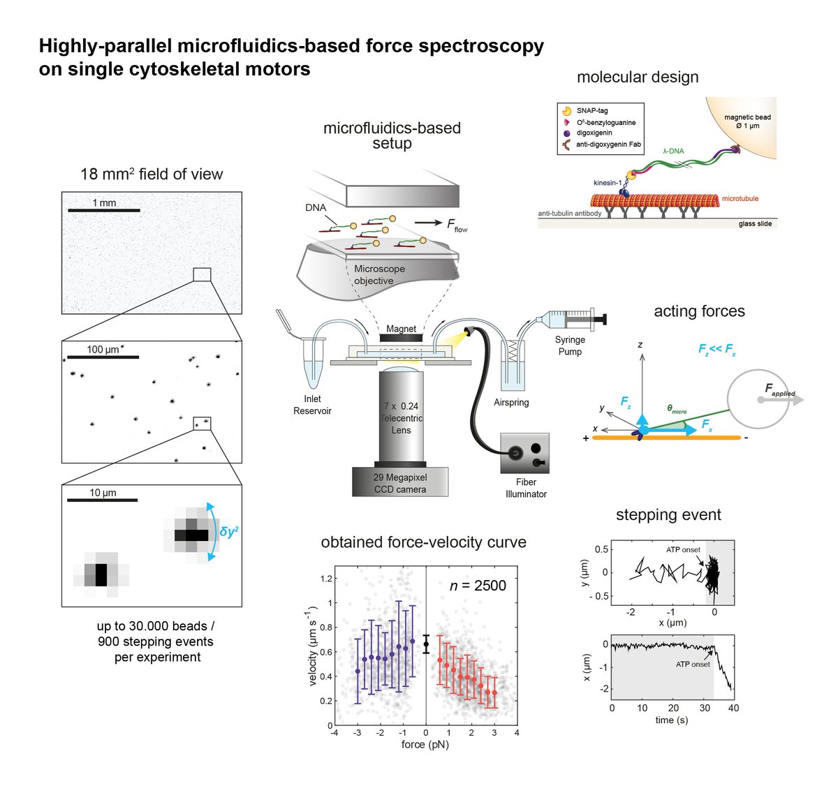 We leveraged <a href="/StefanDiezLab/">DiezLab</a> expertise in #cytoskeletalmotors &amp; <a href="/van__Oijen/">Antoine van Oijen 🔬🧫🧬</a>/<a href="/DuderstadtLab/">Duderstadt_lab</a> in 🧬stretch assay to perform force spectroscopy on hundreds of stepping #kinesin motors at a time — a beauty of an assay! #preprint <a href="/BCUBE_TUDresden/">B CUBE - Center for Molecular Bioengineering</a> <a href="/univgroningen/">University of Groningen</a> doi.org/10.1101/2020.0…