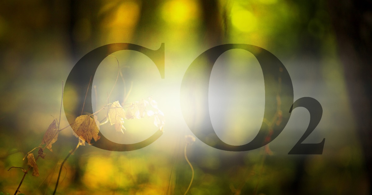 Der Wald&amp;die Forstwi. leisten einen wichtigen Beitrag zum Klimaschutz!CO2 wird näml. in Bäumen&amp;Holzprod. gespeichert.In Bäumen sind lt.BMEL ca.1230 Mio.tCO2 gebunden, zus. sind ca.34 Mio.t im Totholz gespeichert. J. werden 69Mio.t CO2 durch die Nutzung v.Holz eingespart.