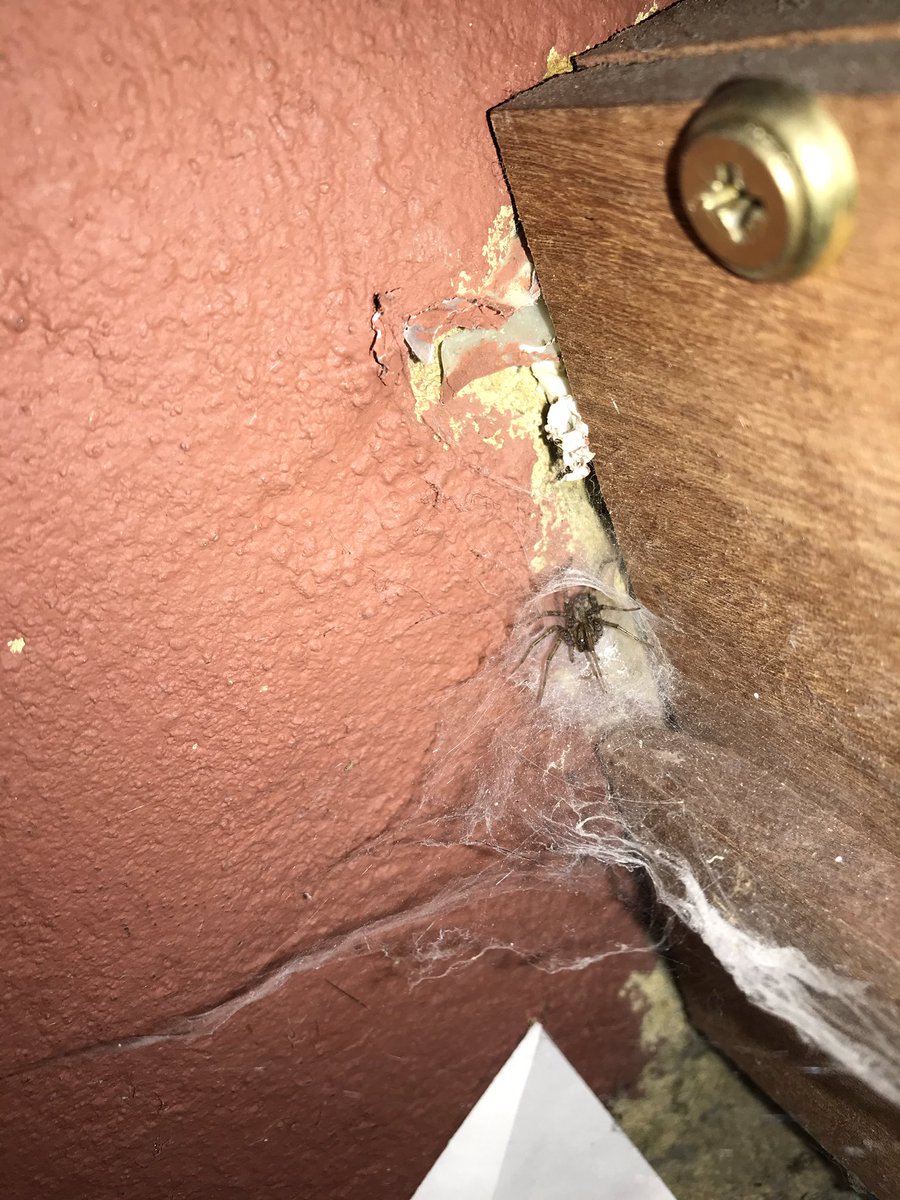 Hi <a href="/BritishSpiders/">BAS</a> could you have a stab at an ID on this for me, please? Could it be a Lace Web?