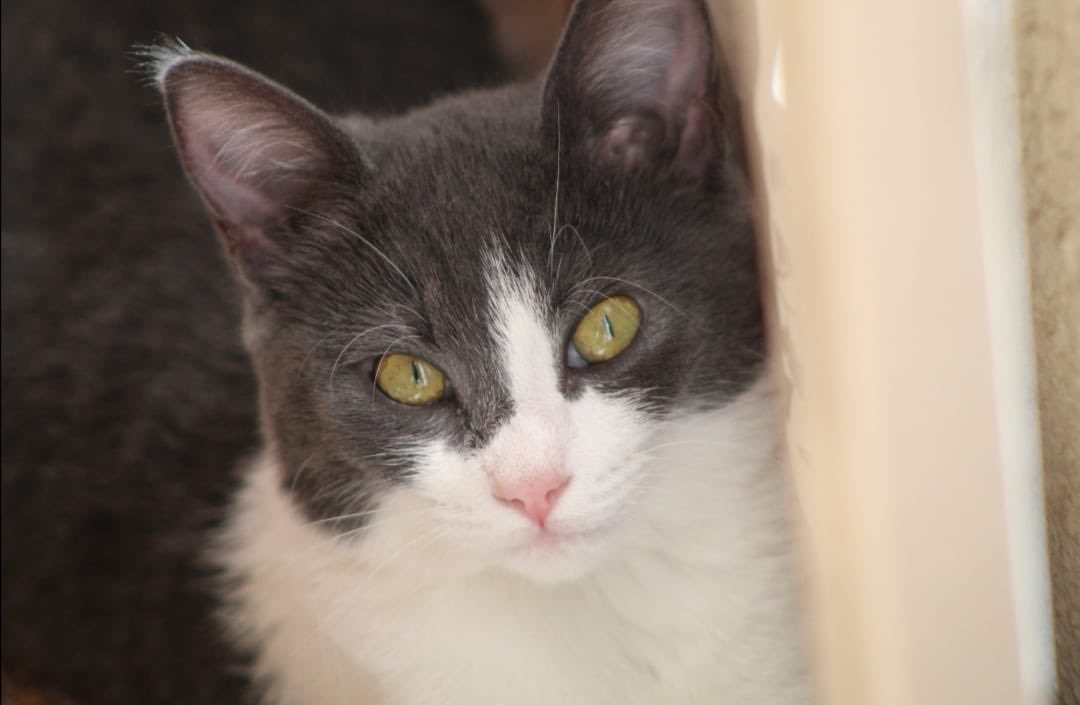 Misty. Female. This little girl is so gentle and free. She is on her own mission+doesn't take nonsense from her siblings. She is soft and fluffy. She likes being the last one to do anything, she has a free spirit. Loves to sleep on the bed and get some cuddles. 