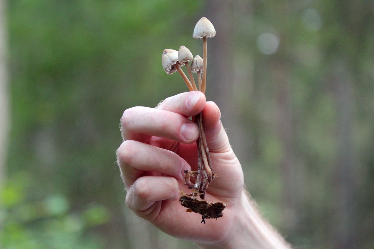 RegenerationRe's tweet photo. Terminal cancer patients from Canada recently received legal psilocybin therapy sessions that were responded to positively, according to an American news source. What’s your take on the medicinal use of psilocybin mushrooms? 🍄🍄 Read the full story here: https://t.co/UsysI1hKa4 https://t.co/LsiIPc3s8V
