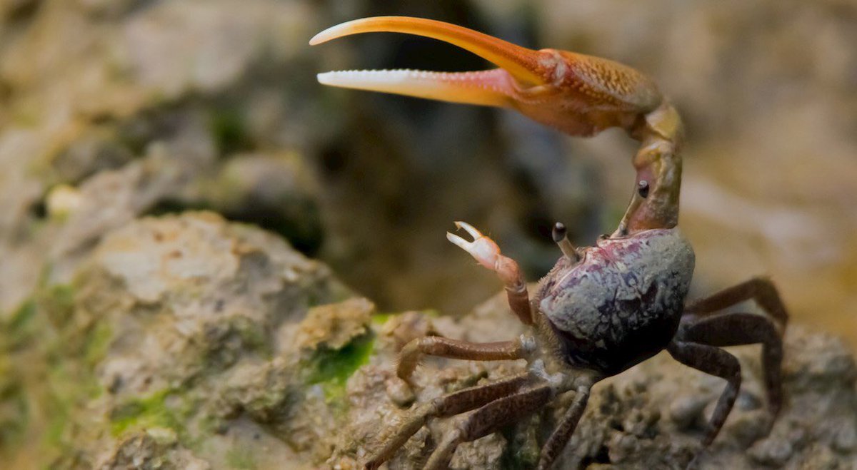 Thinking lots about fiddler crabs.The male’s large claw can account for half of their weight.It’s very powerful and could kill other fiddler crabs, but most of the time confrontations end with the crabs waving their claws at each other and one leaving.