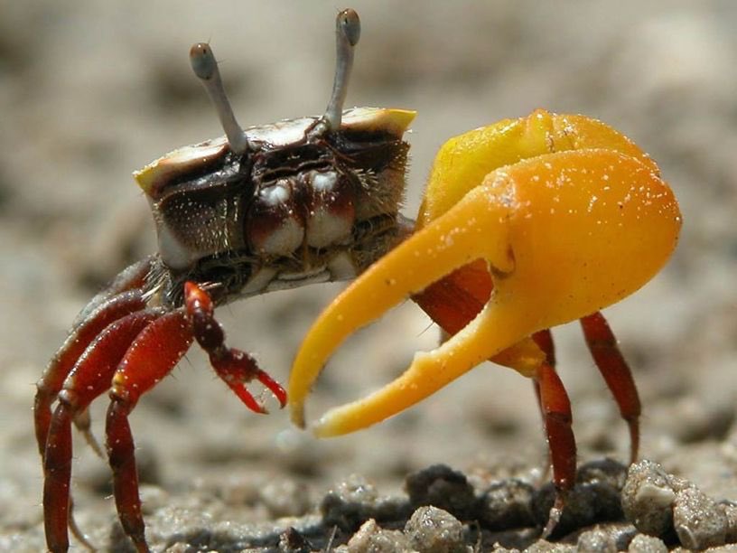 Thinking lots about fiddler crabs.The male’s large claw can account for half of their weight.It’s very powerful and could kill other fiddler crabs, but most of the time confrontations end with the crabs waving their claws at each other and one leaving.