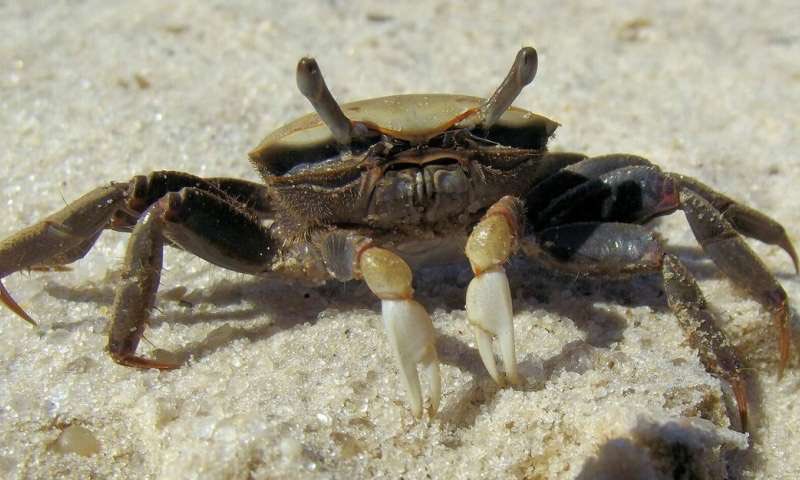 Female fiddler crabs just have two small claws. The large claw of the male cannot be used for eating, they pick small bits of plant matter and detritus from the floor as they walk along with the small claw, and subsequently females can eat twice as fast as males.