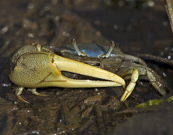 There are over 100 species of fiddler crab. The marsh fiddler crab, Uca pugnax has one of the most impressive looking claws I could find.