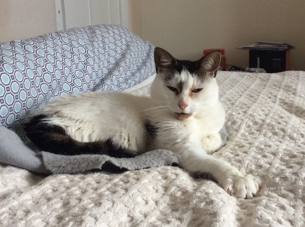 Louise Pallister tweet media