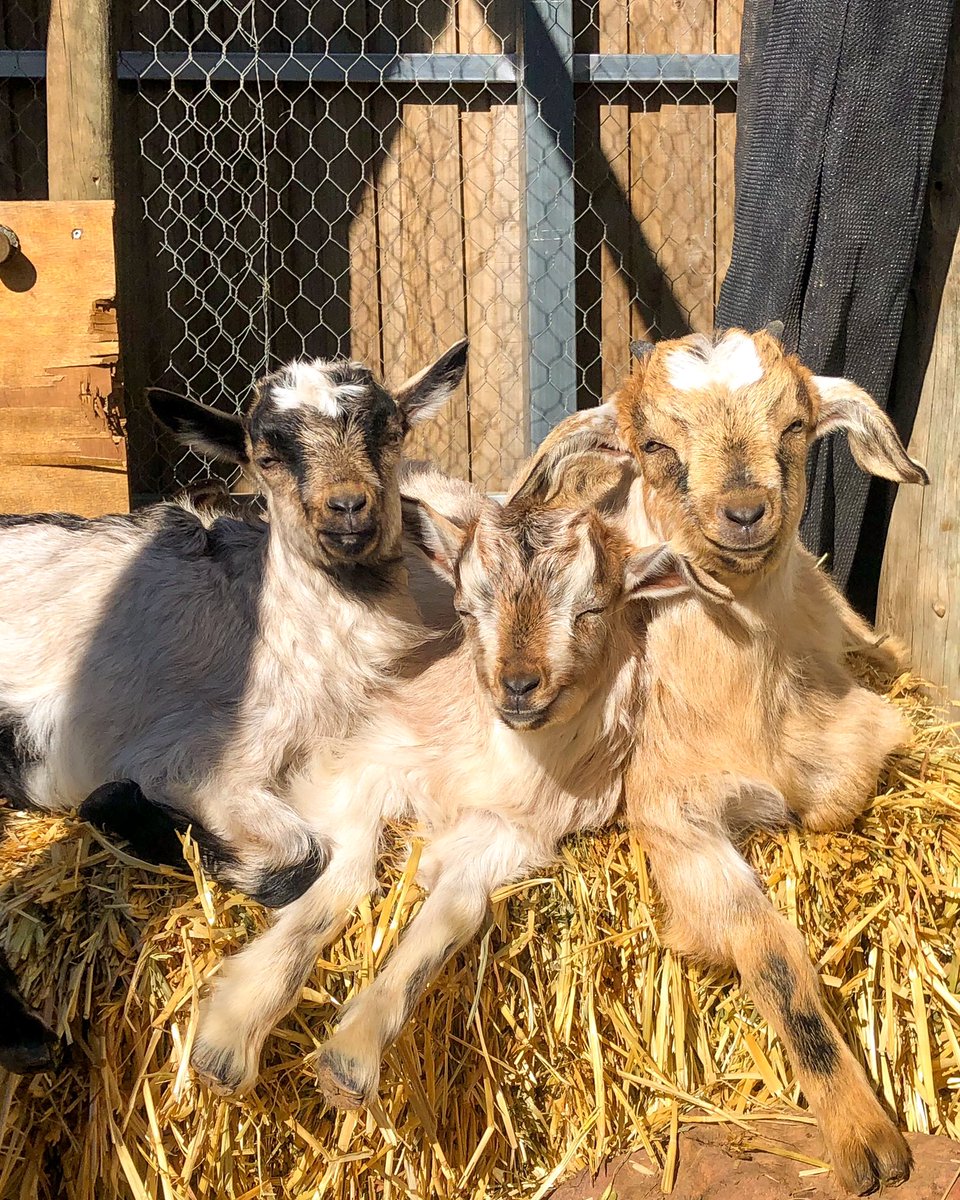 Happy Monday! Here are a coupla cute goats to start your week right!
#goat #australia #FarmLife