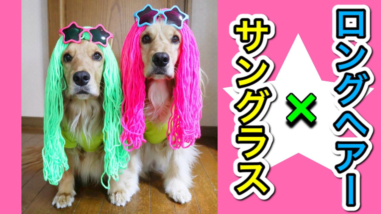 かつら犬 Twitter Search Twitter