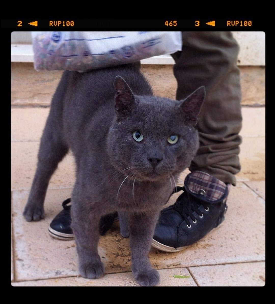 El es Iván. Uno de nuestros callejeros adoptados. En casa nunca nos aburrimos, nunca estamos solos. Tenemos 15 gatos y 3 perros que siempre nos observan XD
A que esperar para adoptar uno tu también?