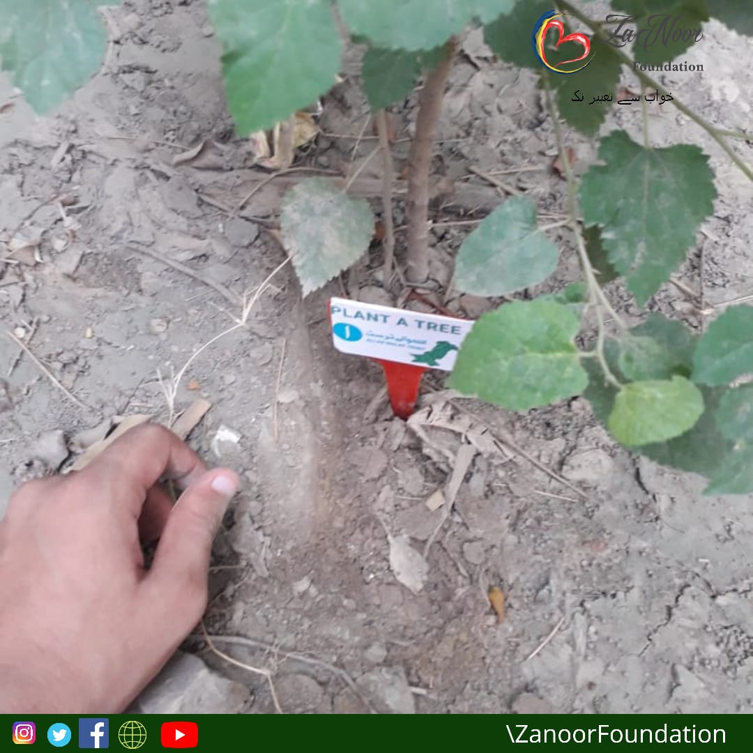 ZanorFoundation's tweet photo. We are heartily grateful to Allah Walay Trust for their love in the form of plant donation to Zanoor School.
#Zanoor_Foundation
#Hope_A_Child_Education_program
#Zanoor_School
#Self_Development
#Personal_Development
#Way_To_Success
#life_Changing
#Will_Power https://t.co/ufXzh1VdGV