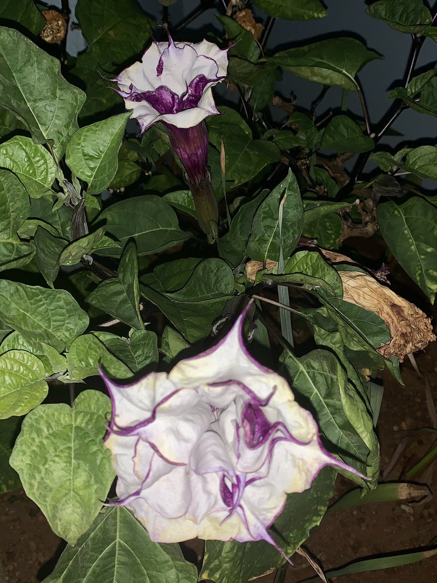 Shari-Lynn 🇧🇲 tweet media