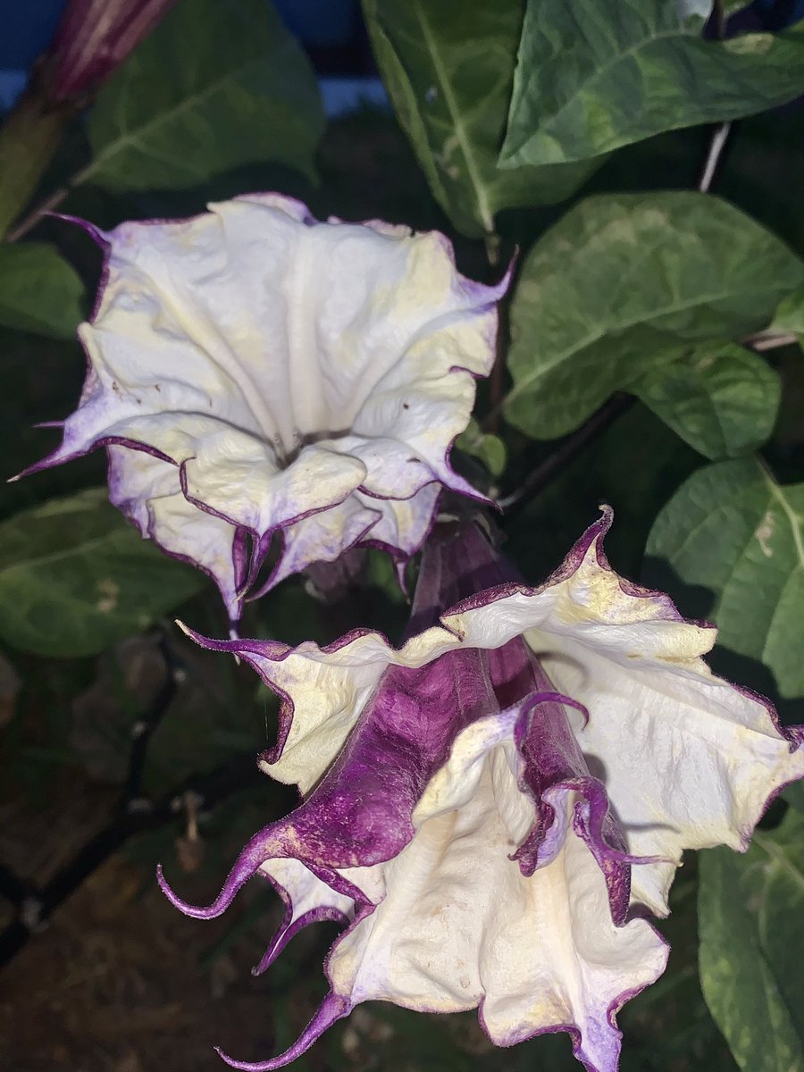 Shari-Lynn 🇧🇲 tweet media