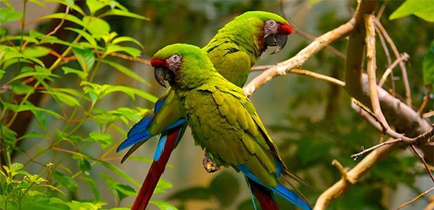 Réouverture du Biodôme dans quelques jours <a href="/EspacePourLaVie/">Espace pour la vie</a>   bit.ly/3aPq3nw