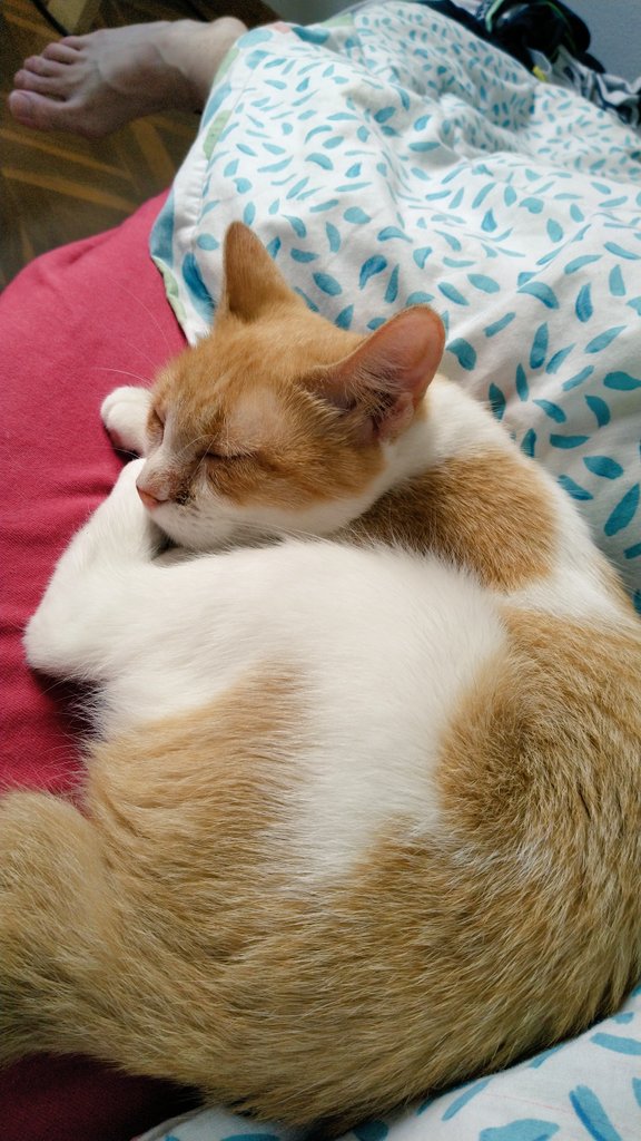 Conmdemuerdeme's tweet photo. Asi estoy ahora mismo.
😻🐯🐅
#Gato #gatetes #michis #mequiere #ronronea https://t.co/nShmb2JSr0