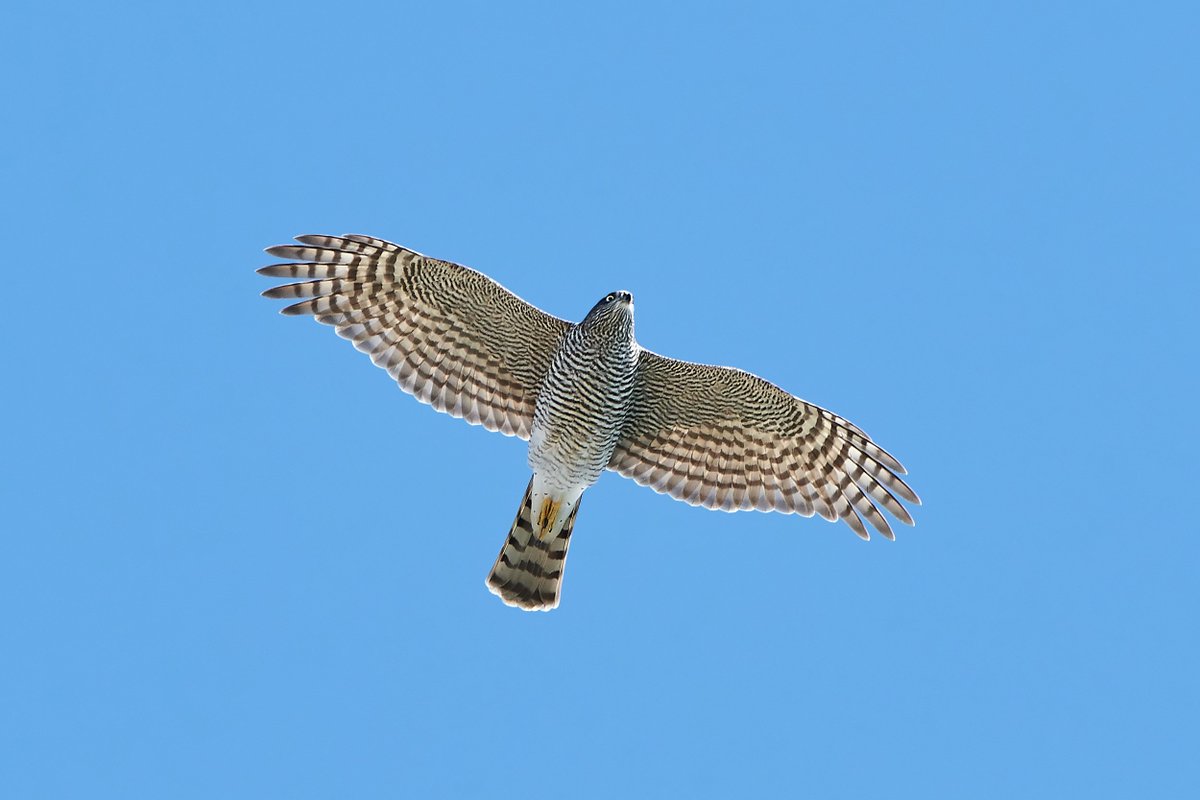 We're asking dog owners to be vigilant when walking their pets around Gillamoor, north of Kirkbymoorside, after a sparrowhawk was found showing symptoms that suggest poisoning. ℹ More information: northyorkshire.police.uk/news/police-ur…