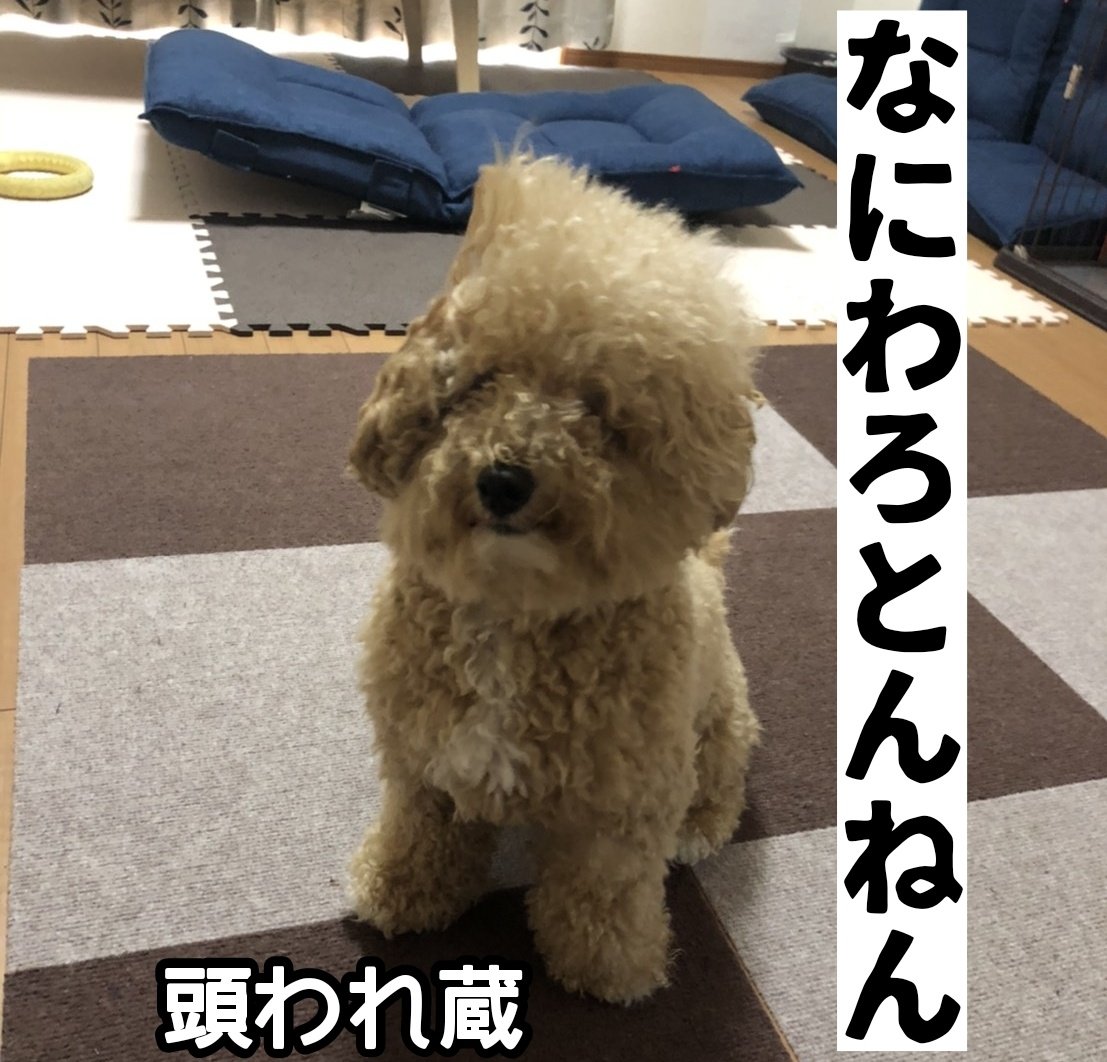 Bowwowraikaichannel おもしろライくんwww Inunavi ライ 可愛い おもしろ画像 頭われ蔵 ビジョンプー トイプードル 犬好きさんと繋がりたい Dog 動物 Animals