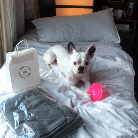 Sheraton_Bursa's tweet photo. Minik dostlarımız da Sheraton Bursa’da sizinle birlikte keyif dolu dakikalar geçiriyor 🤗 Onların mutluluğuyla biz de mutluyuz 🐾
#sheratonbursa #petfriendlyhotel #hayvandostuoteller #bursa #bursaotelleri https://t.co/TygF0Mt56Z