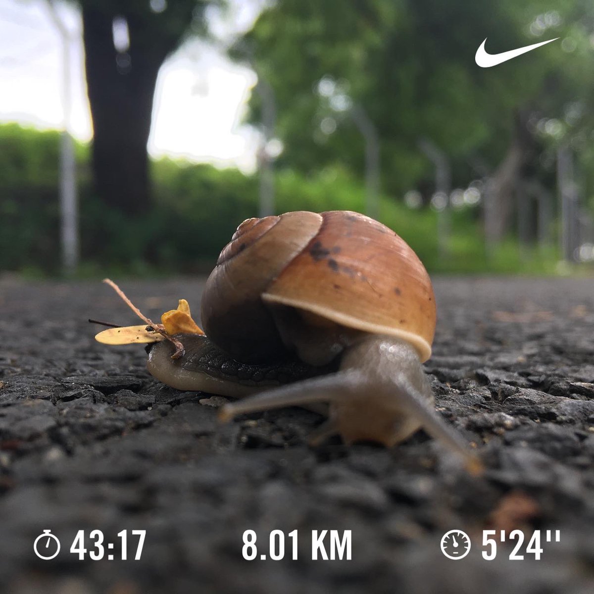 Nithin's tweet image. 7:19 AM: MAF Test on the road followed by MAF 10K. Not much different from the stadium test. It’s going to take a while.

#Runners360 #MAFTest #180method #MAFmethod #ZoomFly3 #nikerunning  #strydrunning #werunkalaburagi #nature #nofilter #Mamba #mambamentality