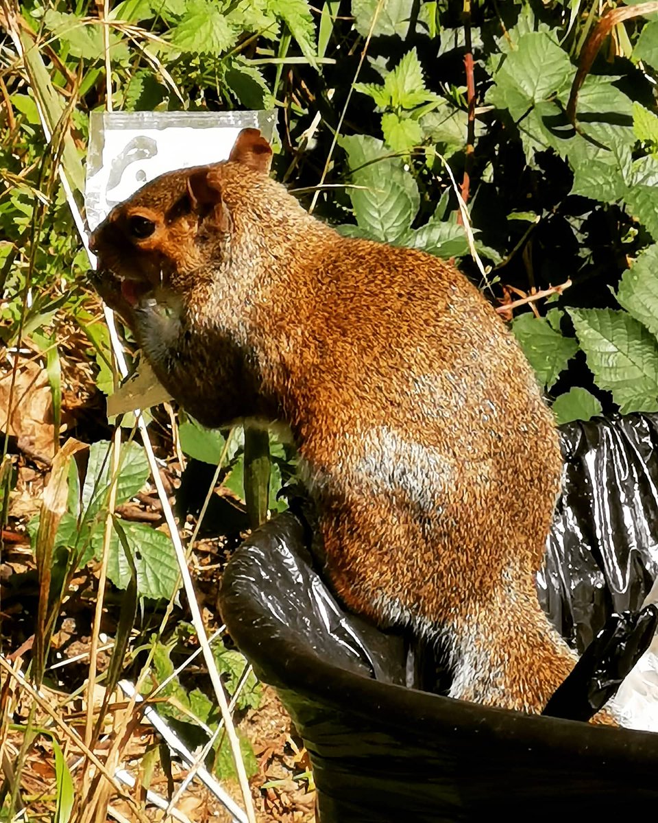 CommsBreakdown's tweet photo. Day 161 - An opportunist squirrel having his lunch from a litter bin. Classy! 🚮🐿️😁
-
#workingfromhome #WFH #homeworker #remotework #squirrel #squirrel #wildlife #bindiving #litterbin #lunch https://t.co/xbU6pZ4Lt6