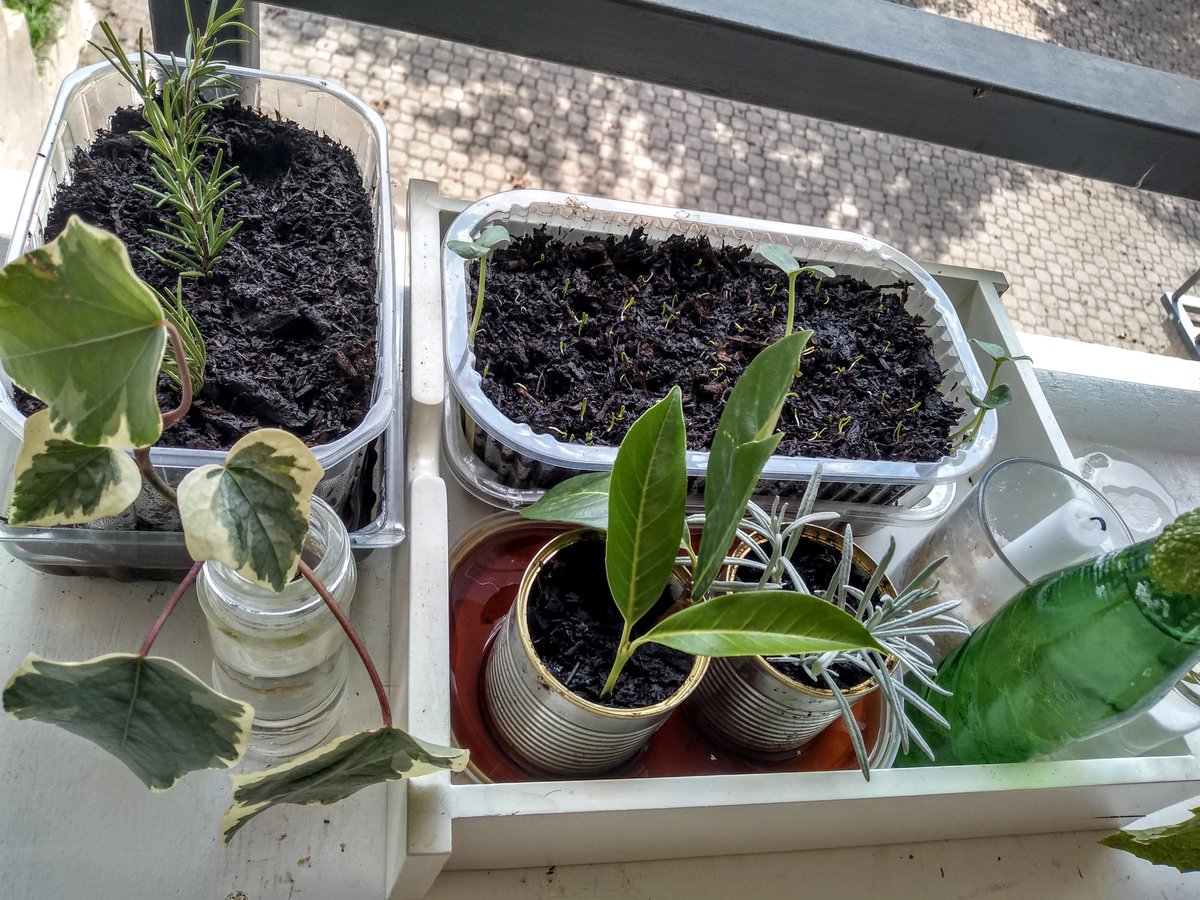 I start seeds and root cuttings in plastic icecream/fruit containers, corn cans, and glass spice tubes.For plastic or cans, holes in the bottom + another container with water beneath makes for happy plants. 2/