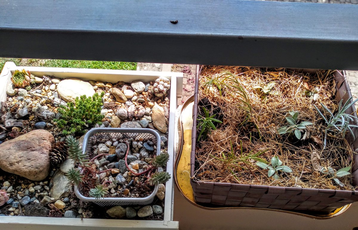 Here's a bread box rooting rosemary and sage (tray of water under it), and a small kitchen drawer of alpine succulents. The metal mesh thing with the vine is a pencil holder. 3/