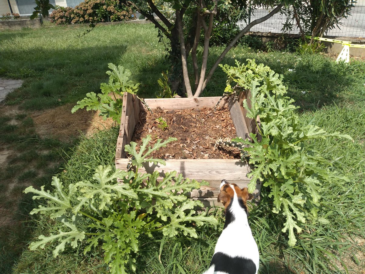 This doghouse is where I got most of my zucchini. Popping the roof off and sealing the door was easy; the hard part was realizing it was in the wrong place *after* I filled it with dirt.The zukes are almost over, and onion is going in right after to overwinter. 4/