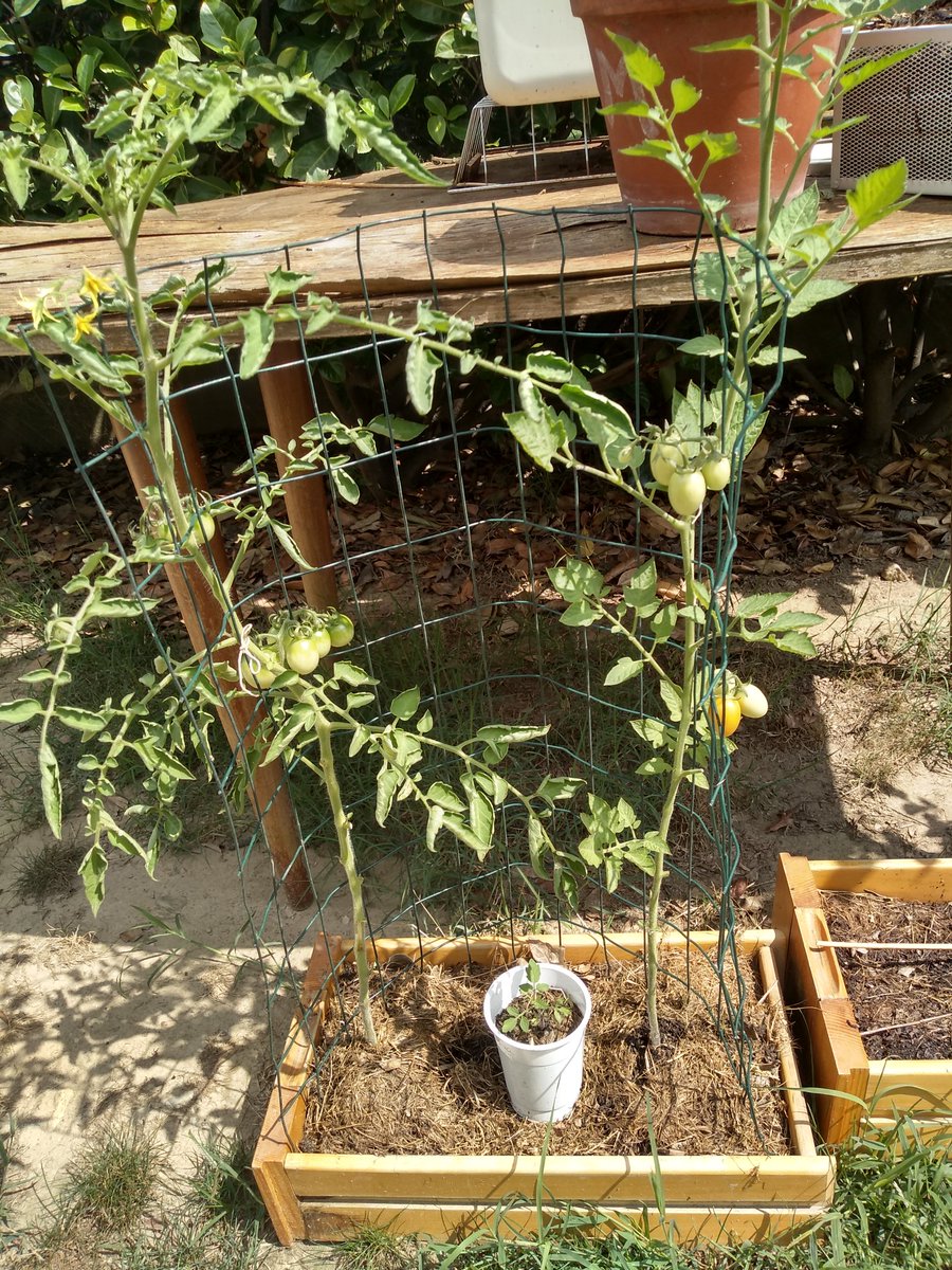 These tomatoes are growing in a kitchen drawer. These others, in the cloth bag you'd normally store sleeping bags in. They're some of my favorite Romales experiments. 5/