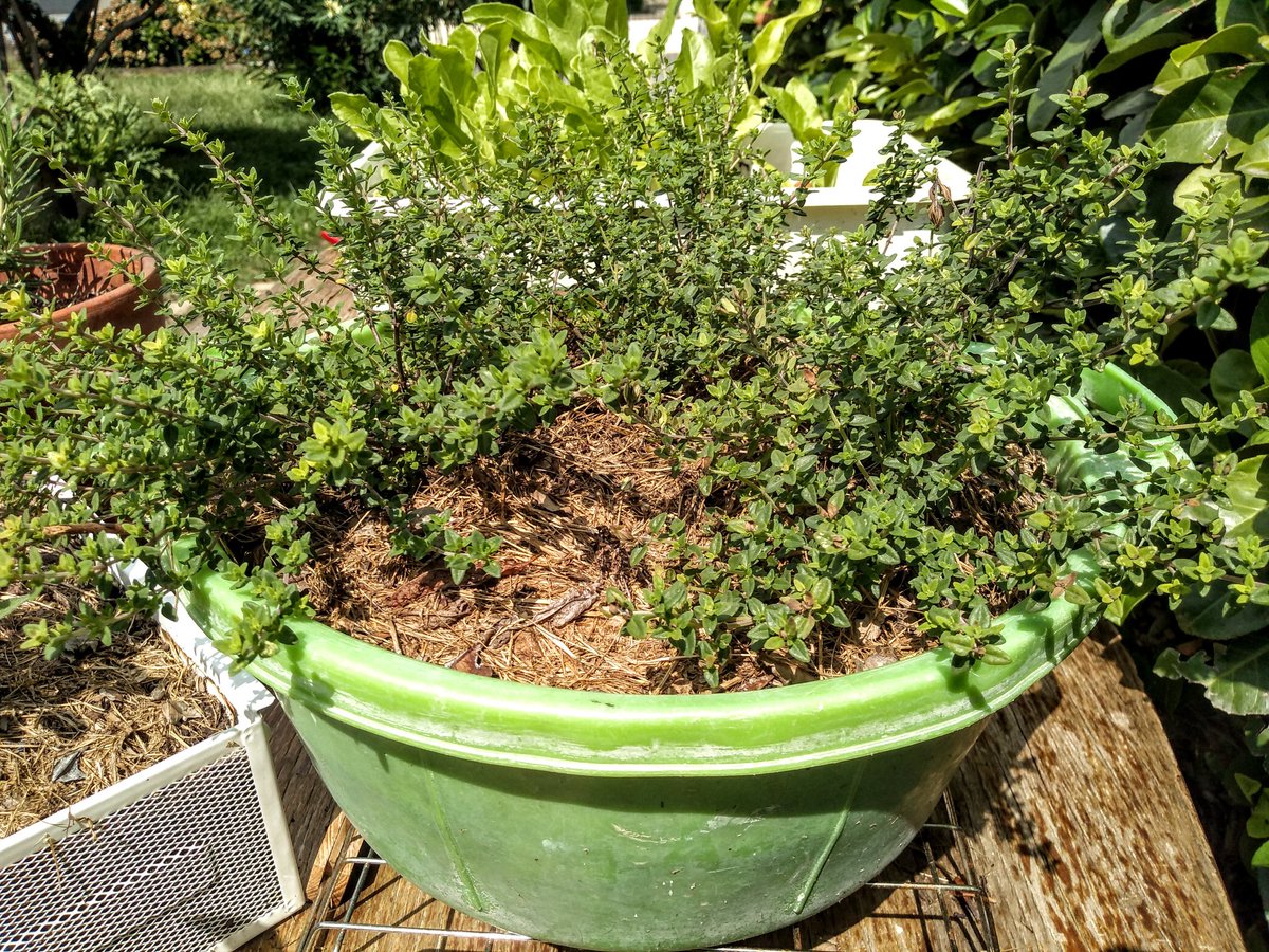 The avocados are happy in a plastic tub of water, sitting atop plastic egg cartons with holes in the bottom of each egg space so the roots can get to the water beneath.The Oregano, my greatest love, is in an old wash tub, rocking green on green. 7/