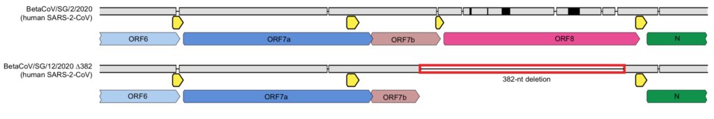 Sure enough, the  @hkumed report states that the "viral genomes from 1st & 2nd episodes belong to different [genetic] lineages...amino acid differences can be found in 9 proteins, including a 58-amino acid truncation of the ORF8 protein." This is of great significance, because...