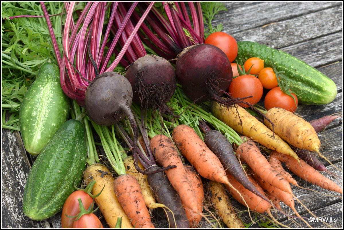 Marksvegplot's tweet image. Another colourful little harvest from Mark's Veg Plot. Should be able to make a couple of decent salads with these! #GYO