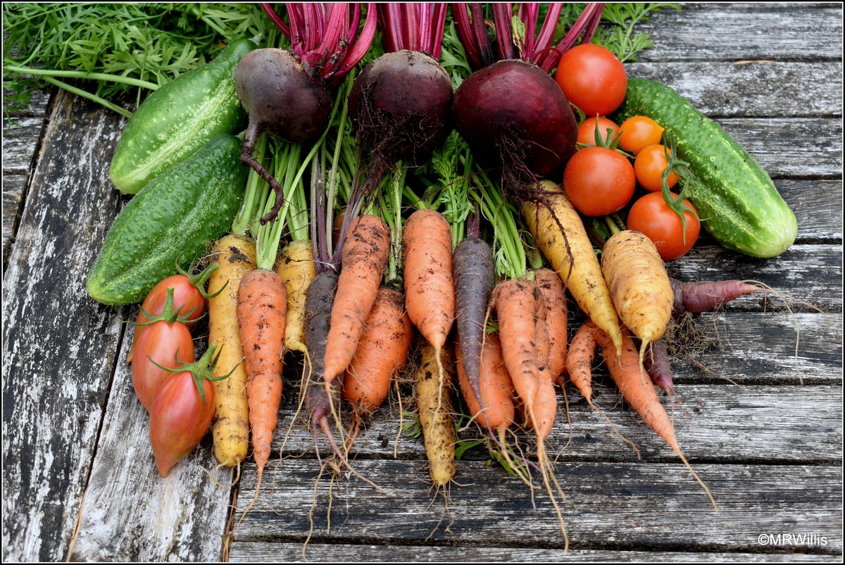 Marksvegplot's tweet image. Another colourful little harvest from Mark's Veg Plot. Should be able to make a couple of decent salads with these! #GYO