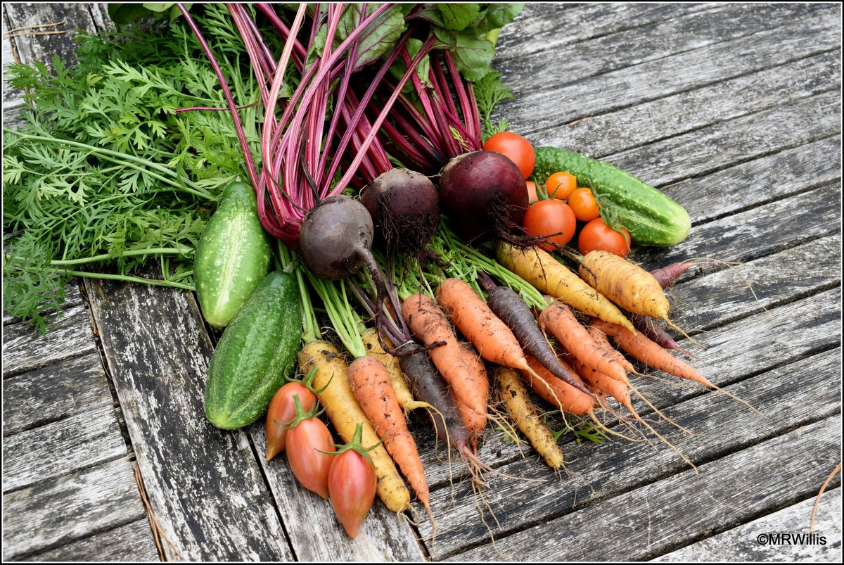 Marksvegplot's tweet image. Another colourful little harvest from Mark's Veg Plot. Should be able to make a couple of decent salads with these! #GYO