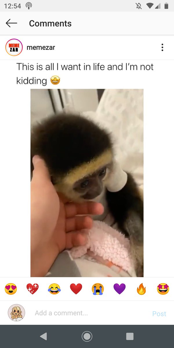 lauracpraill's tweet photo. There is an account on Instagram called memezar with over 21 million followers which has recently shared a video of two baby gibbons clearly being treated as pets in a home setting, wearing human clothing and being stroked. https://t.co/AS9qxJL3Jh
