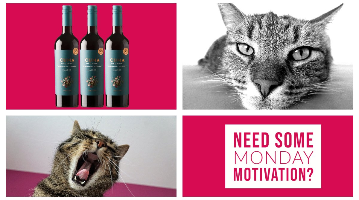 WineValue's tweet photo. Need some Monday motivation? Head over to https://t.co/rsA1qbXH25  to browse all our delicious wines. https://t.co/Ir31f1DgQR  #mondaymotivation #cincinup #lovewine #lovevalue https://t.co/8QOCQv19VA