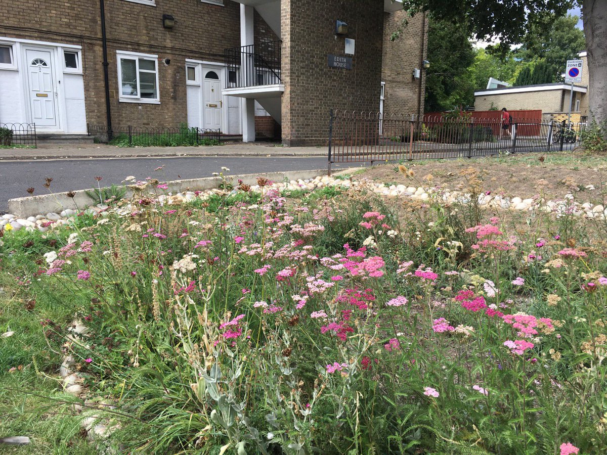 CEEC_LBHF's tweet photo. Small corners of wilderness are cropping up across the borough.  This wild flower meadow has replaced two redundant parking spaces and nature has given us a fantastic display of flowers, bees and butterflies in return. #lbhf #nature #hammersmith #london #climatechange https://t.co/uAaxA5JDVH