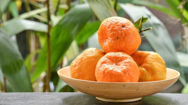 Mandarina PonkanMundialmente conocida.es de tamaño mediano a grande. La cáscara es algo gruesa y muy fácil de pelar.Tiene un contenido bajo en jugo