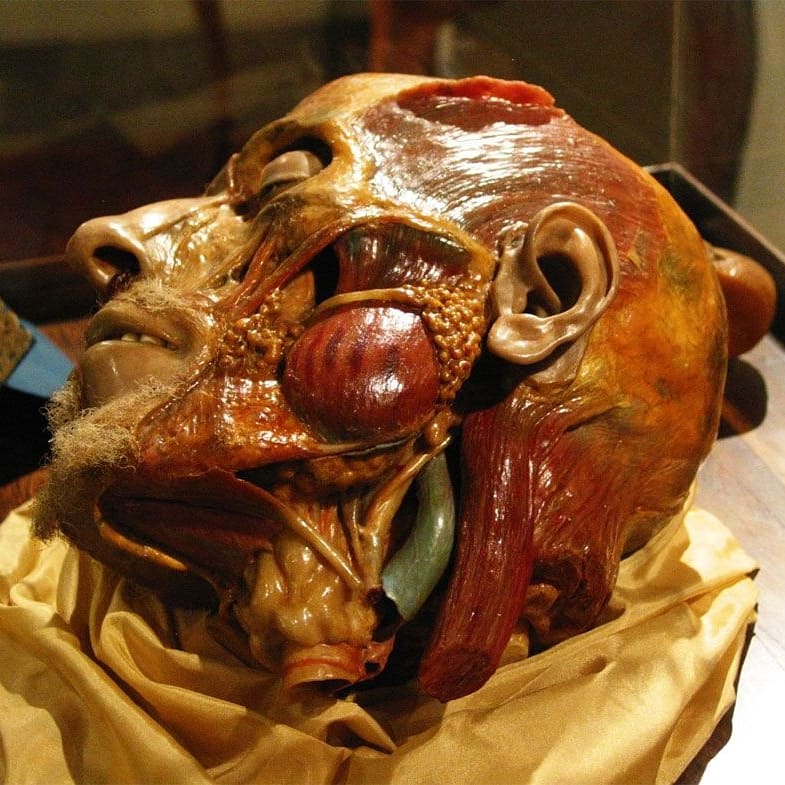 DimaChahine5's tweet photo. "LA SPECOLA MUSEUM" in Florence, Italy🇮🇹
 The best museum of anatomy
And it is most crowded with medical students and anatomy and surgery enthusiasts.

Take me where passion drives us! 🧐❤️ https://t.co/SzoAWau0ZF